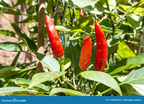 Fresh Red Chili Pepper Plant Stock Photo Image Of Agriculture Bush