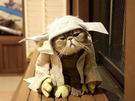 Star Wars Cats Cute Animal Pictures Cute Animals Funny Animal Pictures