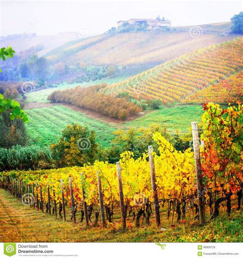 Autumn Landscape Vineyards In Golden Colors Piemonte Vine Region Of