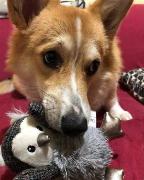 17 Pictures That Prove Corgis Are Perfect Weirdos Page 4 Of 6 Pettime