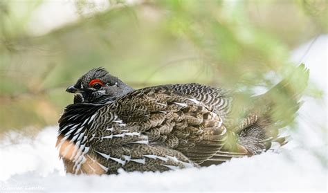 Spruce Grouse Audubon Field Guide