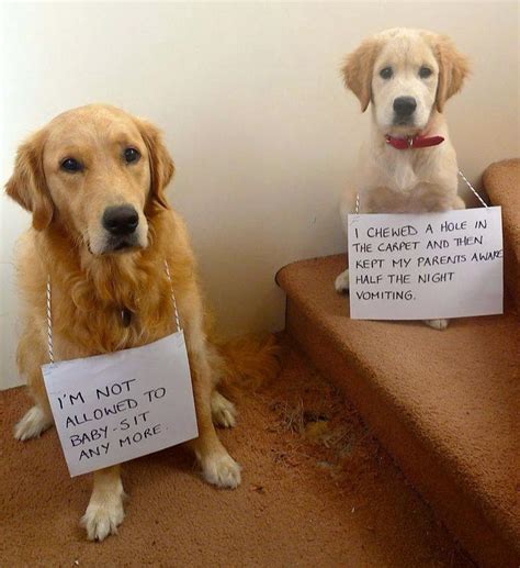 Too Too Funny Dog Shaming Dogs Funny Dogs