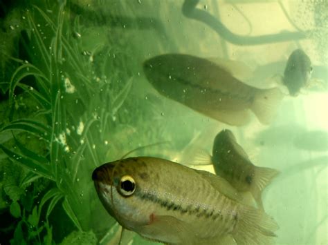 Ikan spat hias masih berkerabat dengan ikan gurami. Biota Dunia Perairan: Ikan Sepat