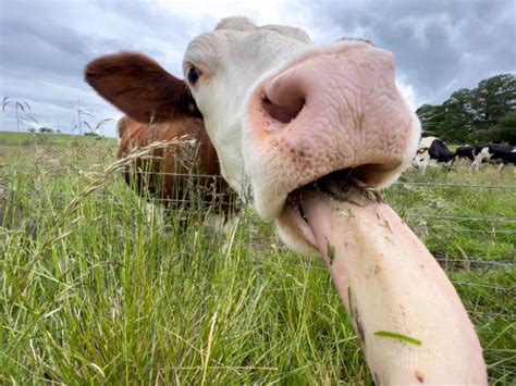 640 Cow With Tongue Hanging Out Stock Photos Pictures And Royalty Free