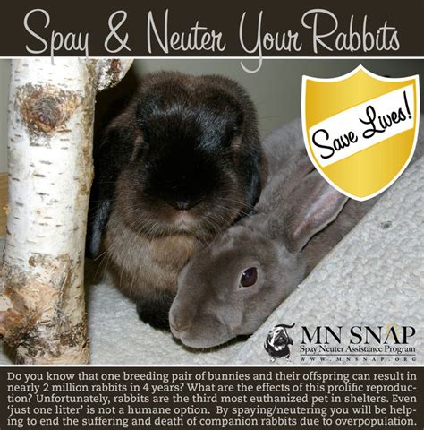 minnesota spay neuter assistance minnesota spay neuter assistance program adopt a bunny