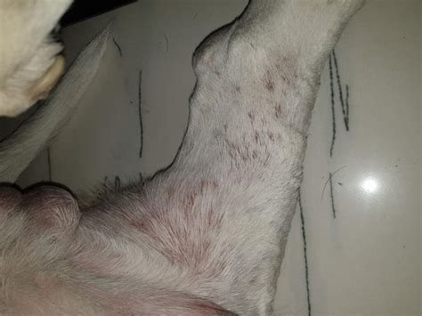 Hello Our Dog Has Suddenly Developed Rashes All Over His Body Almost