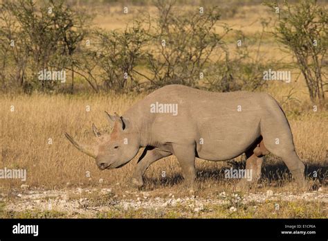Side View Of A Black Rhinoceros Diceros Bicornis Walking Stock Photo