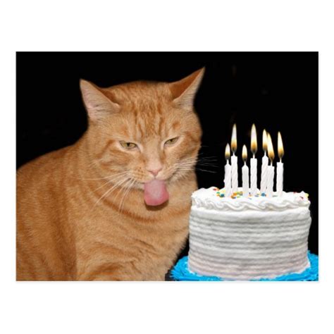 Funny Cat Birthday Postcard Zazzle