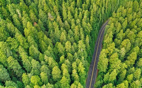 Download Wallpaper 2560x1600 Forest Road Aerial View Trees Pines