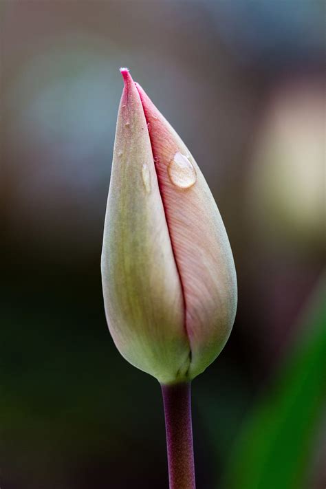 Bocciolo di tulipano | JuzaPhoto