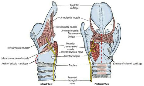 Intrinsic Muscles Of Larynx Anatomy Anatomy And Physiology Physiology