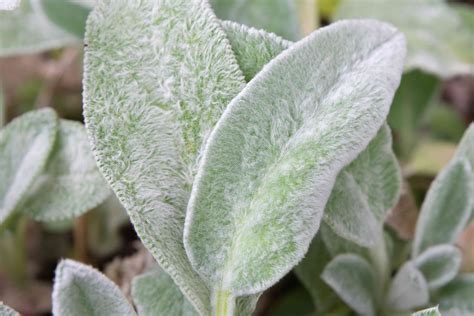 How To Grow And Care For Lambs Ear Plants