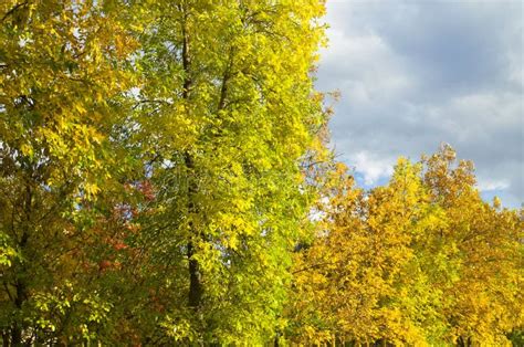 Yellowing Trees In Autumn Stock Image Image Of Clouds 59552709