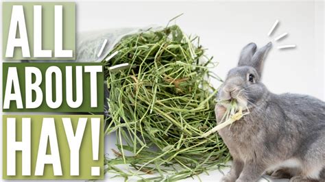 Best Hay For Rabbits Uk Get More Anythinks