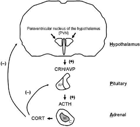 A Diagram Of The Hypothalamic Pituitary Adrenal Axis Abbreviations