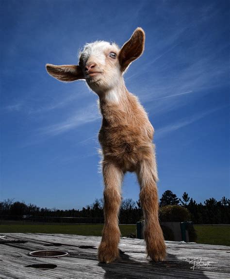 Baby Goat With 2 Legs Rconfusingperspective