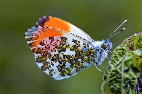 Orange Tip Butterfly Photograph By Dr John Brackenburyscience Photo