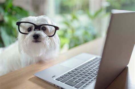 Funny Photos Of Dogs Working From Home Readers Digest Canada