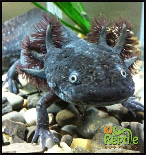 193 Best Axolotl Ajolote Images On Pinterest Axolotl Care Amphibians Images