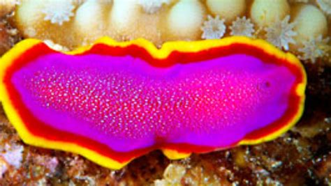 Platyhelminthes Sea Slug Flatworm Beautiful Sea Creatures