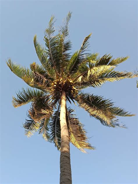 524 Waving Palm Trees Stock Photos Free And Royalty Free Stock Photos