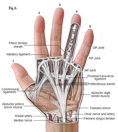 Tendones Nervios Ligamentos Hand Therapy Human Anatomy And