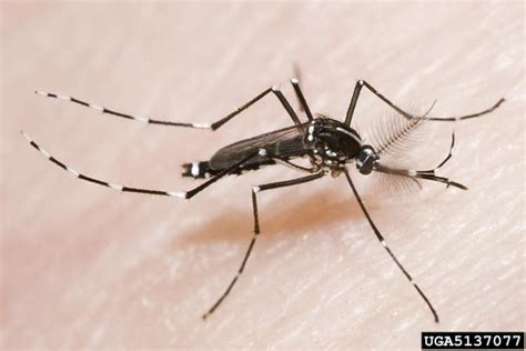 Take These Steps To Cut Down On Pesky Mosquitoes The Oglethorpe Echo