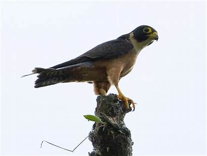 Hobby Oriental Falco Severus Birds Bird Wikipedia