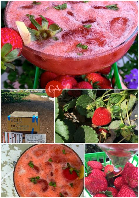 It is similarly soft textured, with characteristics that are similar to raspberries, such as being a deeper red. Organic Strawberry Basil Margaritas with Ginger. http://cashmereapron.com/organic-strawberry ...