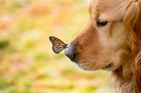 Butterfly On Dogs Nose Animals Beautiful Animals Cute Dogs