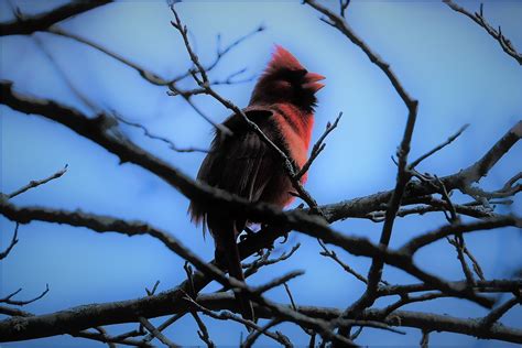 Red Cardinal Not The Best Light Condition Udo Schuklenk Flickr
