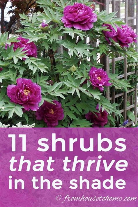 Shade Loving Shrubs 11 Beautiful Bushes To Plant Under Trees In 2020