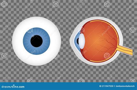 Globo Ocular Humano Realista Sobre Fondo Transparente Pupila Azul
