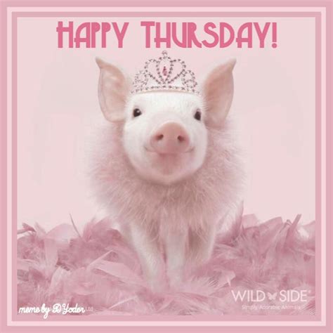 Happy Thursday Mini Pig In Crown And Tutu Happy Thursday Happy Day