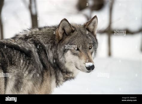 Wolf Nose Close Up Hi Res Stock Photography And Images Alamy