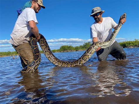 Biologists Discover 215 Pound Burmese Python In Florida