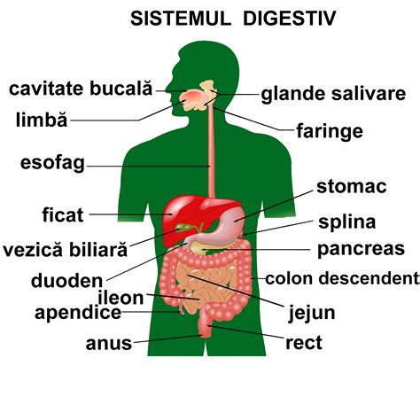 Proiect De Lectie Biologie Clasa A 7 A Lecţie Blog