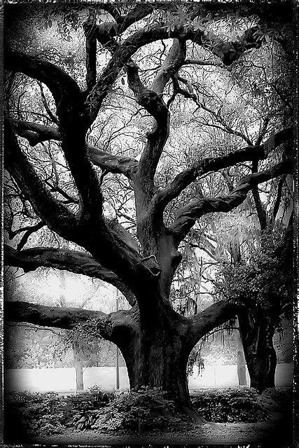 Louisiana Oak Tree Old Trees Tree Beautiful Tree