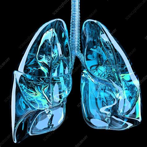 Lungs Artwork Stock Image C0090214 Science Photo Library