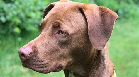 Pitbull Labrador Retriever Mix Aka Labrabull Or Pitador Breed Info