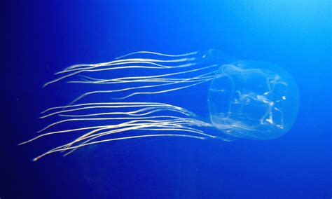 Zoology Notes 005 The Jellyfish That Sleeps Science The Guardian