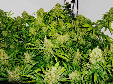 Best Strains For Successful Sea Of Green Cannabis Growing