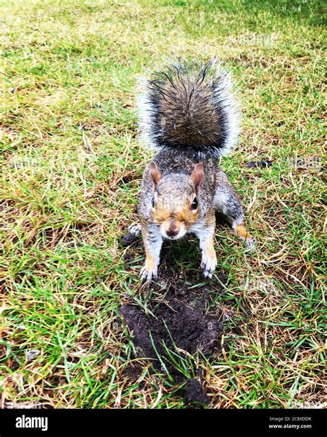 A Grey Squirrel Digging A Hole In The Garden Grass Lawn And Generally