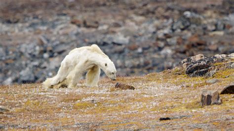 Video Of Starving Polar Bear Rips Your Heart Out Of Your Chest The