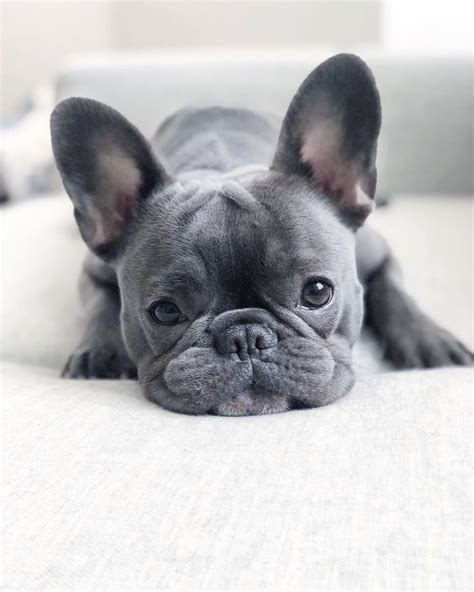 Grey French Bulldog Super Cute Puppies Cute Dogs And Puppies Pet Dogs