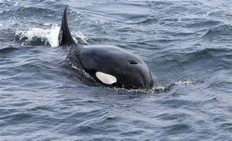 Orca Whale Carries Dead Baby In The Sea For Days