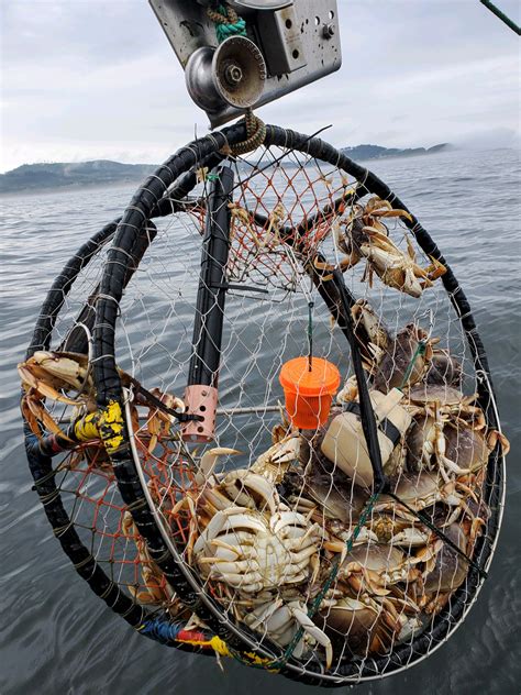 Catching Crabs In A Suffocating Sea Hakai Magazine