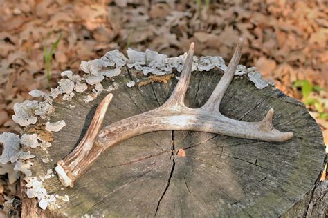 Deer Antler Free Stock Photo Public Domain Pictures