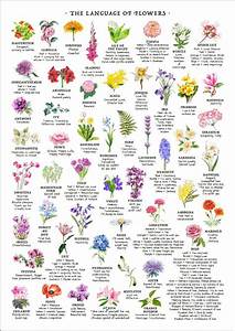 Flower Chart Flower Meanings Chart Flower Guide Reference Chart