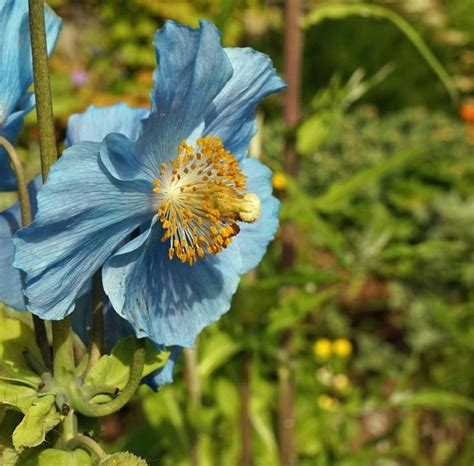 Blue Flower Blossom Bloom Free Image Download